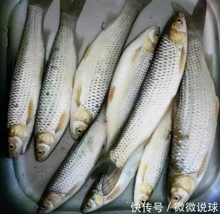 俗称“野草鱼”,过去河中随便抓,如今野生少见,运气好才能吃到