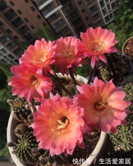 公认的3种懒人花,生性强健颜值高,随便一养开爆花,适合新手