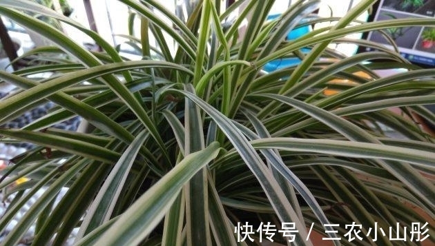 修剪|吊兰怎么养才能更旺盛
