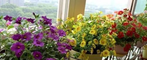 根系|养花种草:规避掉2个坏习惯,植株不再枯黄腐烂、出新问题