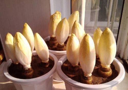 把“山药”埋进土里,能长出“白菜心”,卖80元1斤,你见过吗