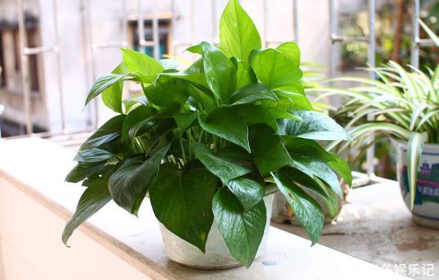 养花浇水顾及到这5个要素，就再也不担心植物缺水落叶掉花