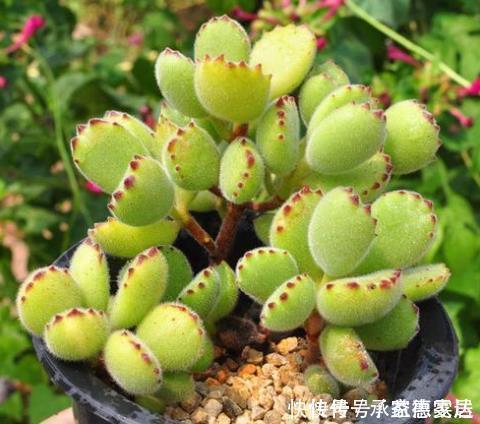 有些多肉状态非常美，但是它很“臭”，室内不要多养，多了很糟心