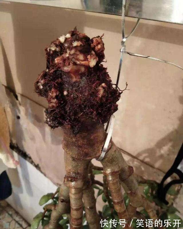 积水|适合“干养”的11种花,天冷更加要控水,不然难过冬