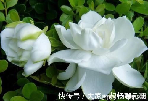 种花|公认不好养的3种花，大部分花友表示养不满1年，你养过几种