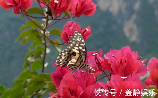 植物|三角梅，“3个”细节点，一个重要修剪，缺一不可，开花“艳丽”