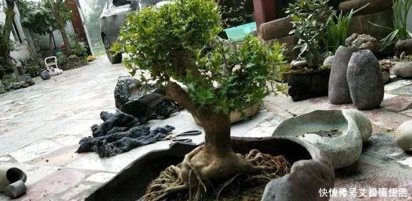 石头|大爷用石头来养花,越养越值钱,有人出1000块也不卖!