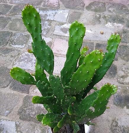 仙人掌叶片瘦弱“营养不良”，学会小“绝招”，一年变“壮汉”