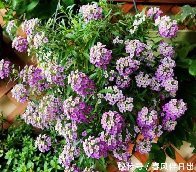 好运来|4种“女神花”,名字好听花更美,开花“红又旺”,好运来!