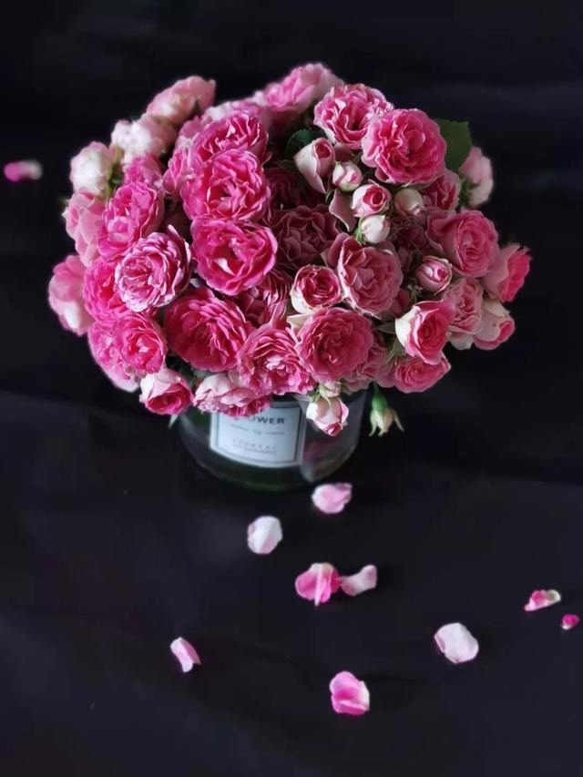 圆滚滚的绣球，瀑布般的花墙，这届花友也太会种花了吧