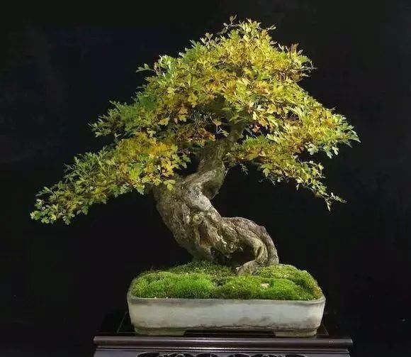 看到这些盆景以前的样子,我也是服了