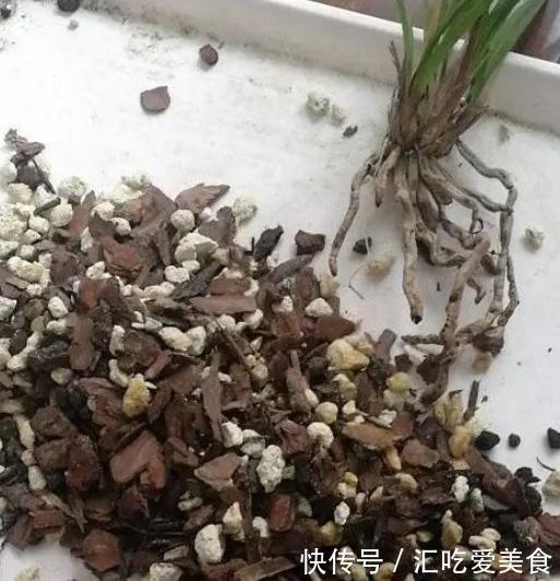 兰花怎么养，做好这些，开花多又香