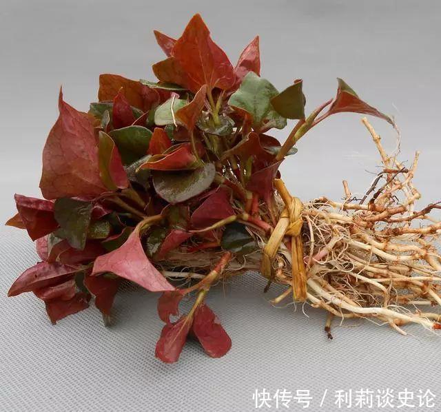 那些年吃过的野菜!农村真正的野味!