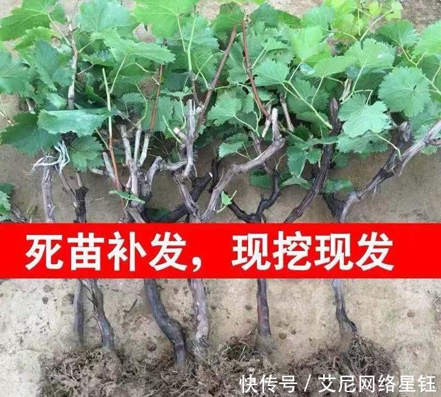  庭院|此树冻不死，插土就活，庭院种2棵，明年结果200斤全家吃不完