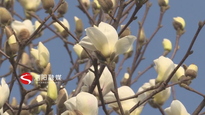 玉兰花开白如霞高枝朵朵伴春来