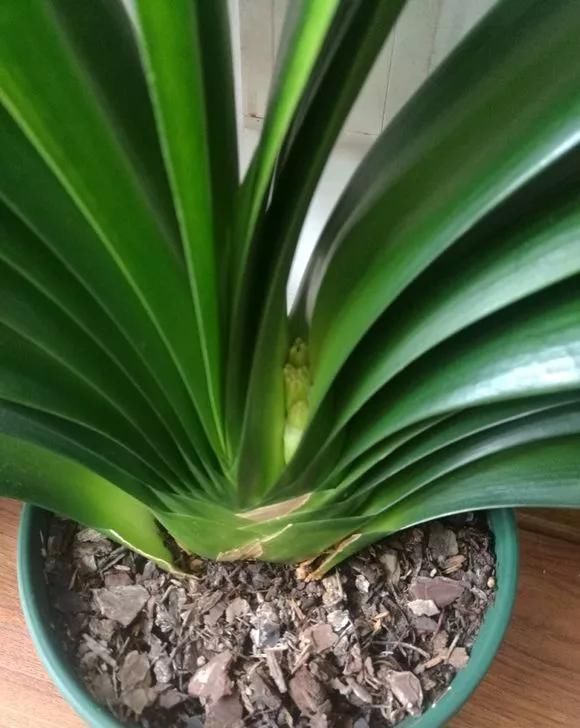 君子兰不开花不抽箭？浇水时加点料，快速抽箭，花开不断