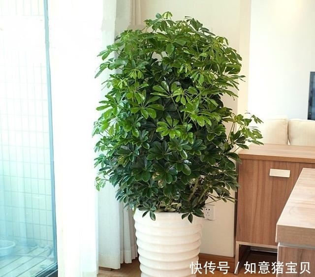 养花|聪明人都在养这5种花,人养花,花也养人,有钱人都爱养!