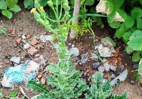 野菜|乡下浑身是刺的野草,过去当杂草砍除,如今是上好野菜,不看吃亏