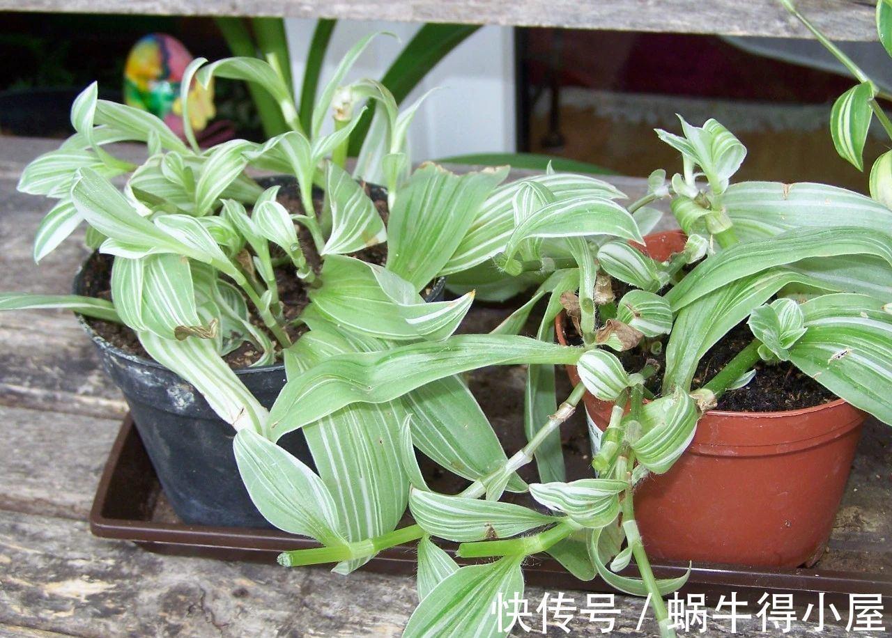 竹梅|比绿萝还好养,一年繁殖20盆,挂阳台上色彩斑斓,却野蛮生长