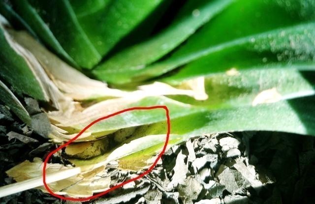 叶片|发现君子兰“鼓大包”,一定要重视,原因有3个,其中两个是惊喜