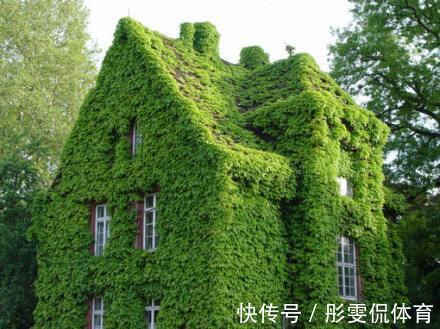 家里有小院子,三种花草不要种,容易泛滥招蛇虫,很多人都害怕