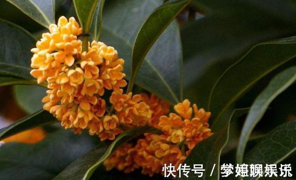 桂花|养桂花，别犯2个“错”，枝叶繁茂，花量更大，香味更足