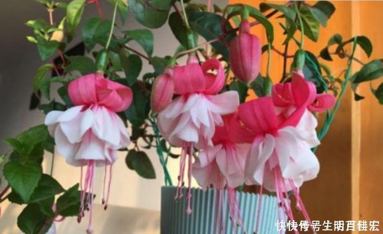 种花|人养花，花也养人，家养4种花，比牡丹好看，比吊兰好养