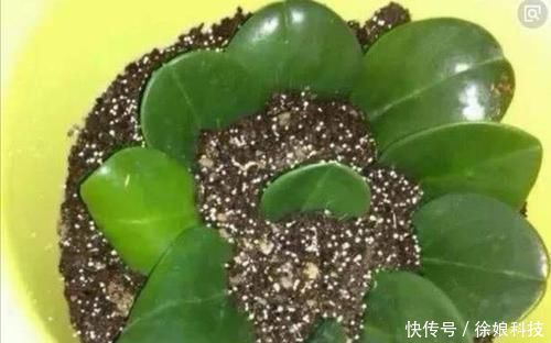 家里养4种花,只用叶子就能插活,方法也简单