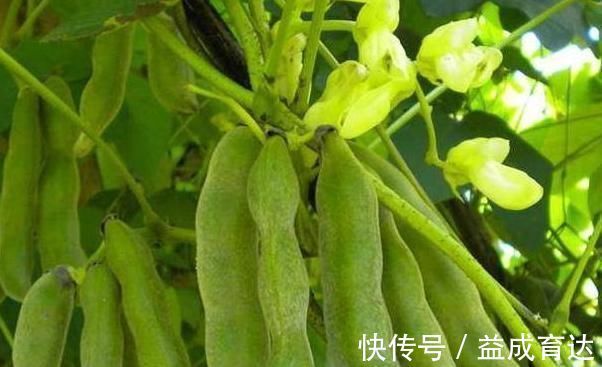 护腰|农村一野菜，是“护腰圣手”，治腰脊酸痛，清热凉血，了解下