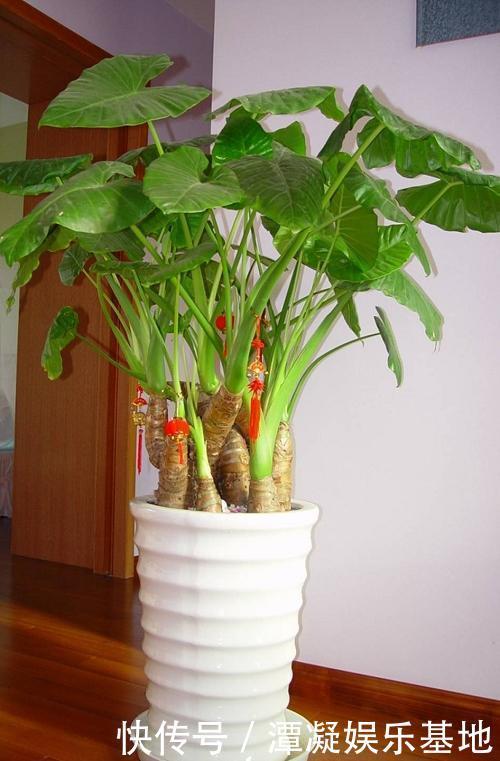 家里养花“别瞎买”,5种花是“有毒”的,对大人小孩都不好