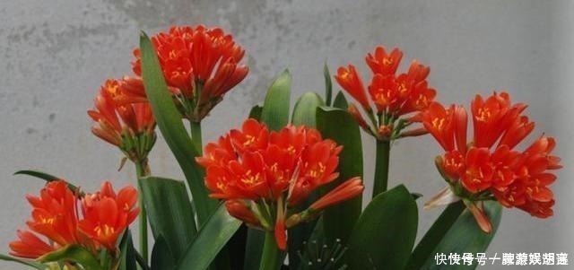 软颗粒|养君子兰有“讲究”，教你几个小技巧，呼呼长叶，棵棵开花