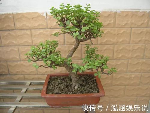 金枝玉叶|家里有金枝玉叶的来看看,一分钟学会怎么给金枝玉叶修剪造型