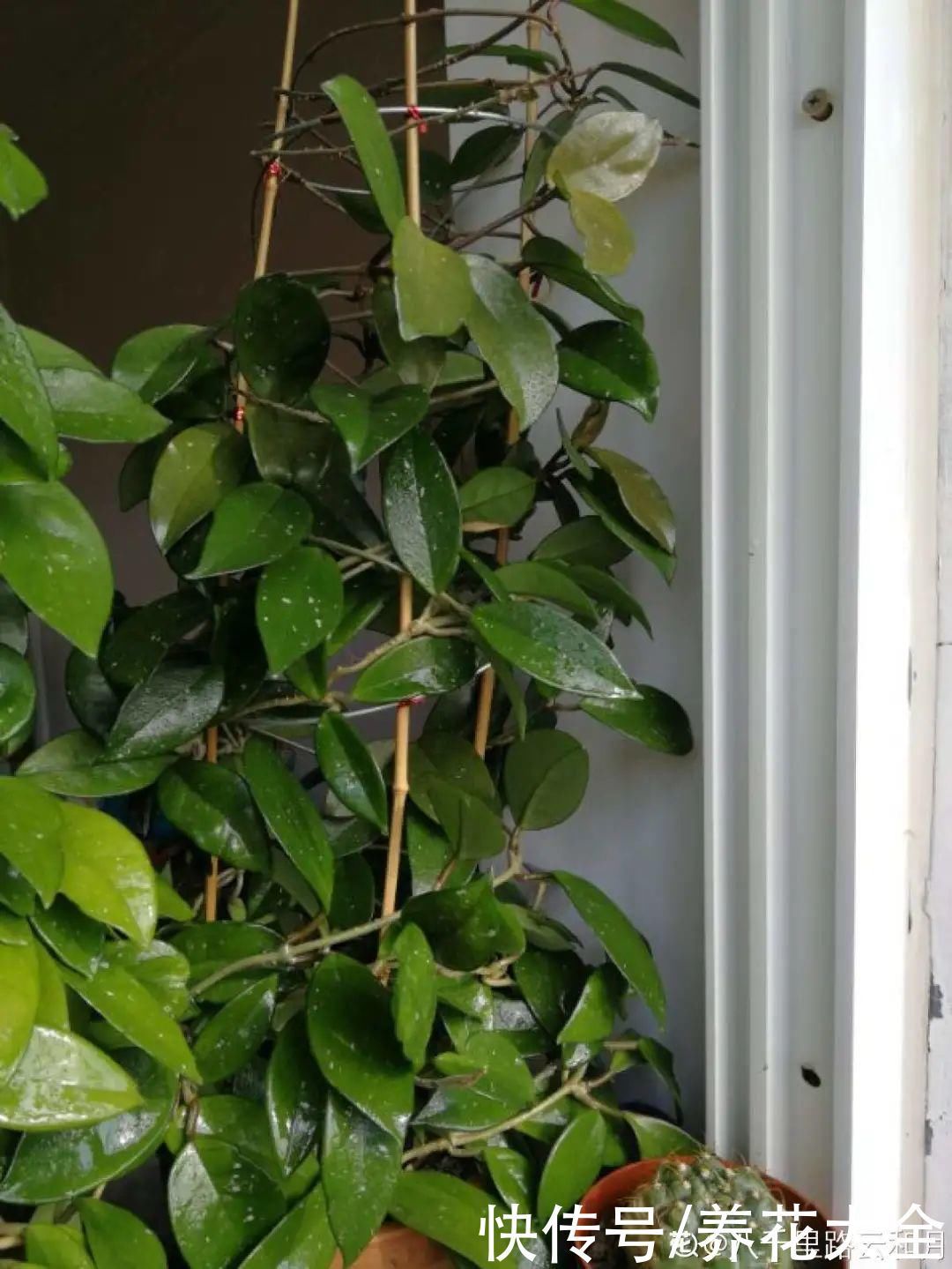 橡皮树|养花就怕乱浇水，越浇死得越快，赶紧住手