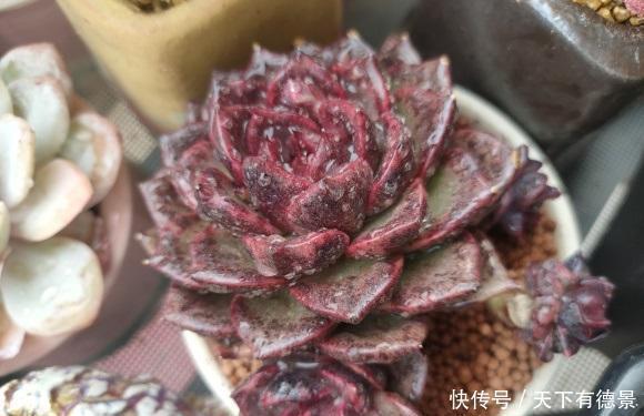 春天的肉肉怎么浇水?分2种情况,多浇水,有利于安全度夏