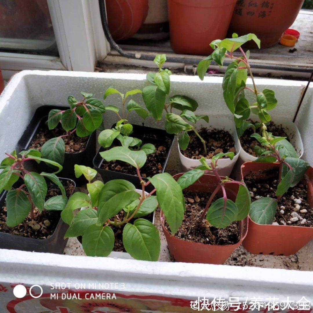 天竺葵|7种花养老桩不好，多扦插、养嫩苗，才能年年开花