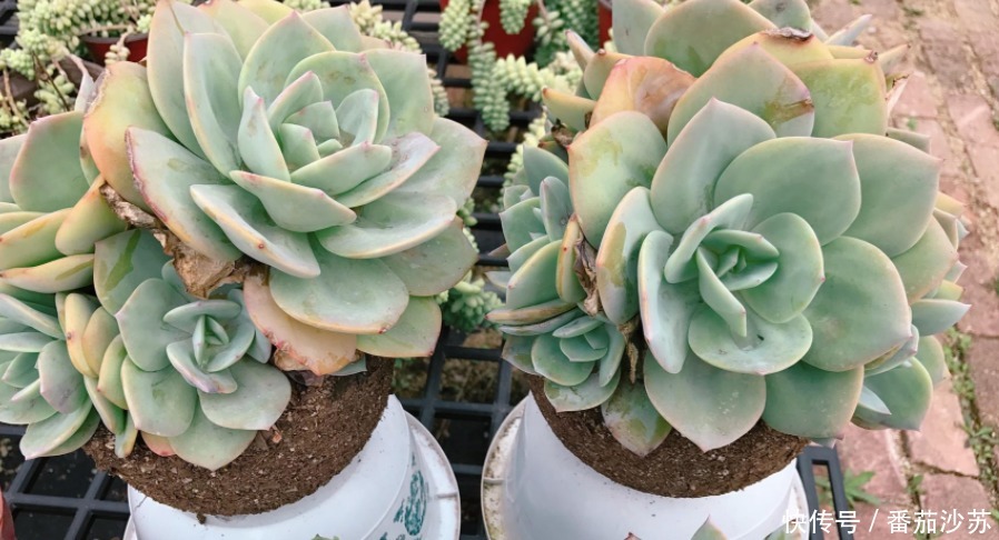举动|5月,初遇暴雨后,盆栽多肉马上采取3项举动,一个都少不了