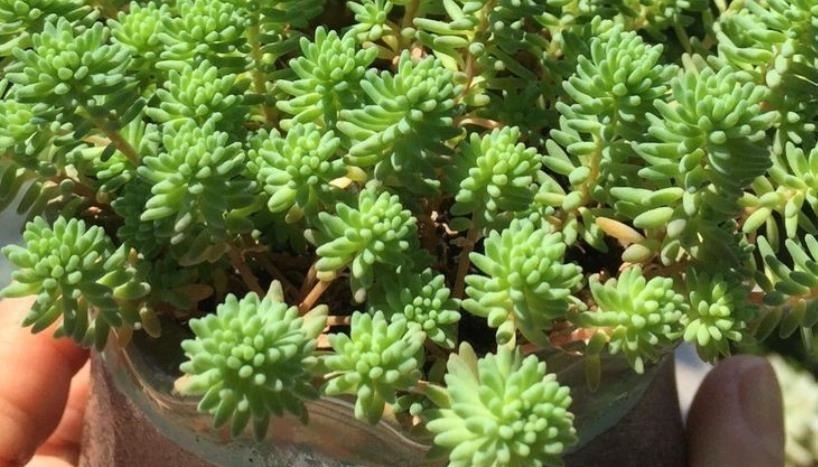 看似是草,实际是多肉,薄雪万年草,养殖抓住4个细节长得漂亮
