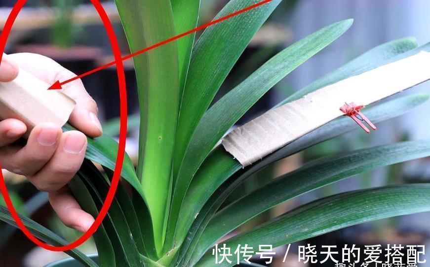 君子兰总是不开花,只用了“这几招”,年年绿叶红花,不断爆花芽