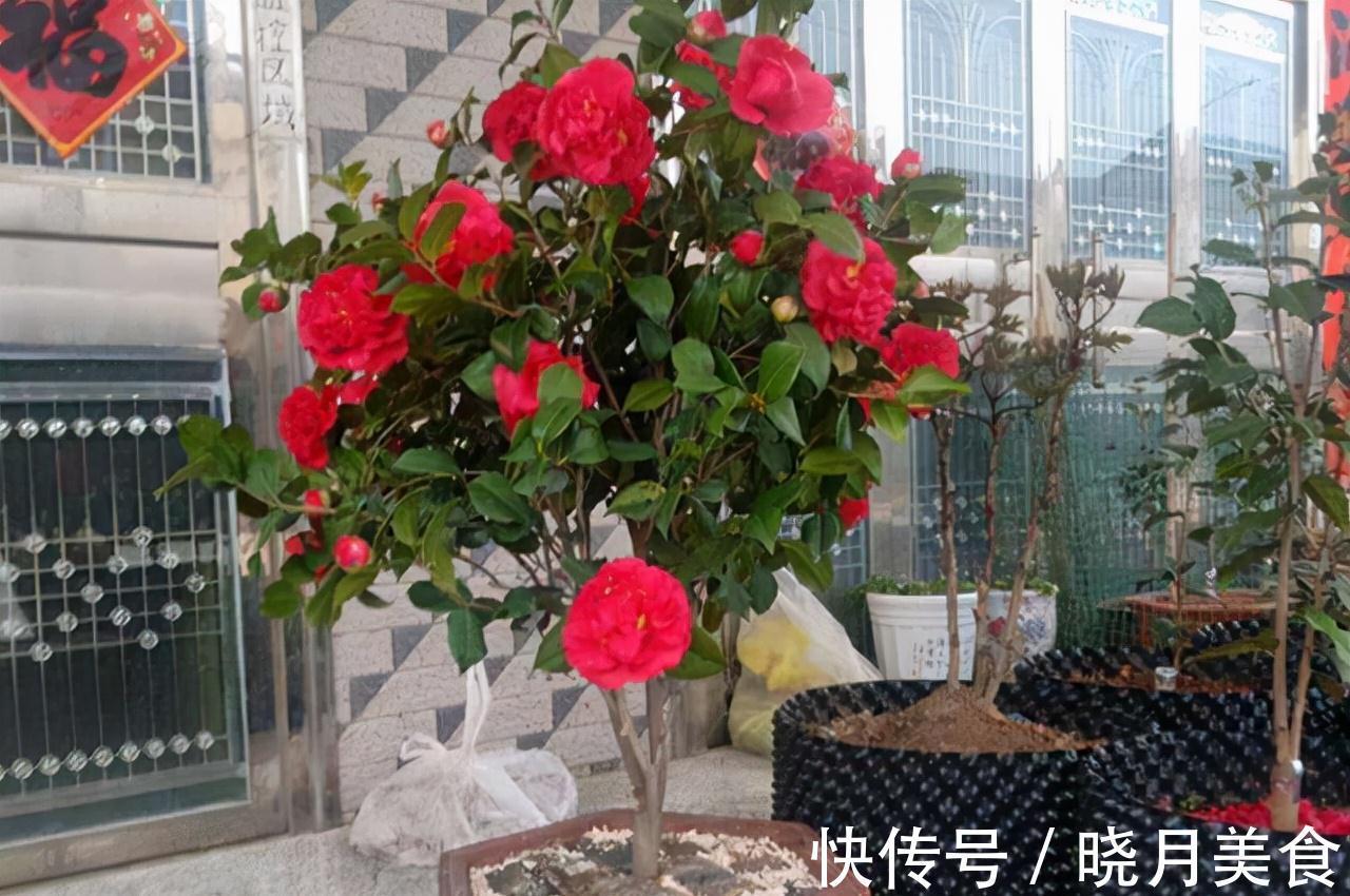 龟背竹|5种“大盆花”适合养客厅,旺家有格调,吉祥好养,易成“老桩”