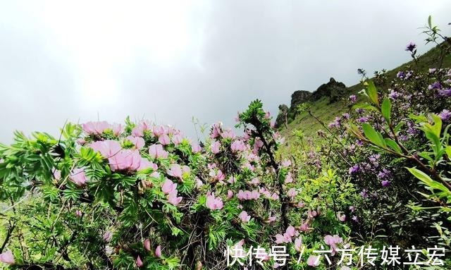 杜鹃花|青海夏季的山坡是这么的美丽，杜鹃花是最好的花