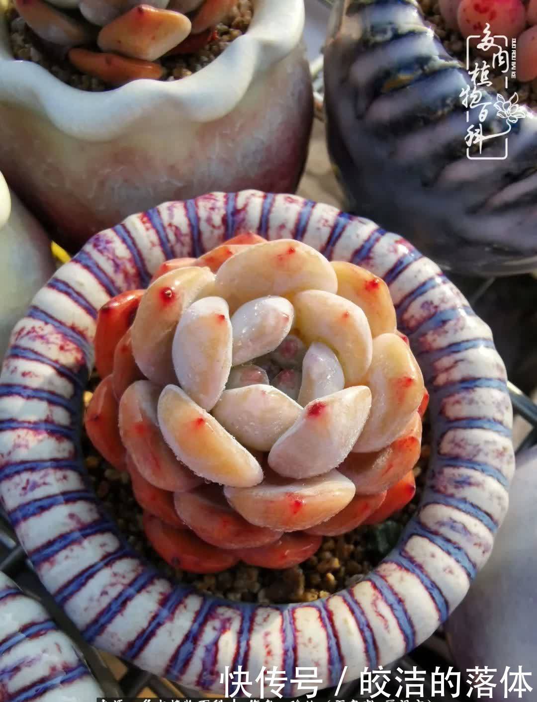 百度|我与多肉那些不得不说的故事!