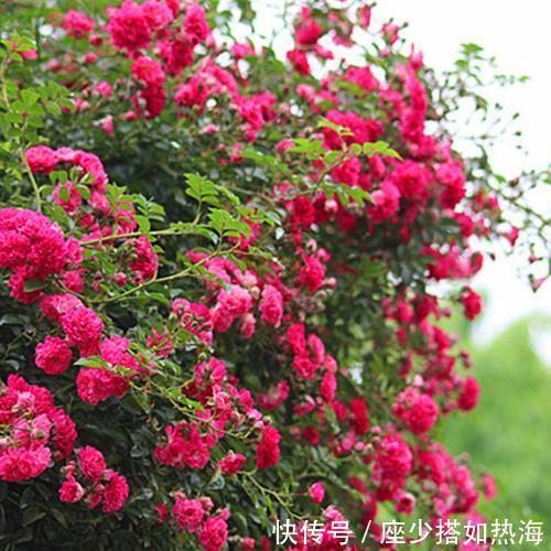 家里有个小露台,养上2棵红木香,一次开花100朵