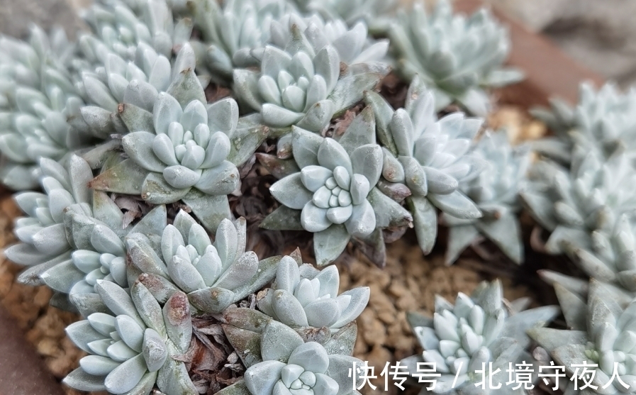 唐长老|入手了白菊多肉不知道用什么花盆栽种?建议优先选择这三种花盆
