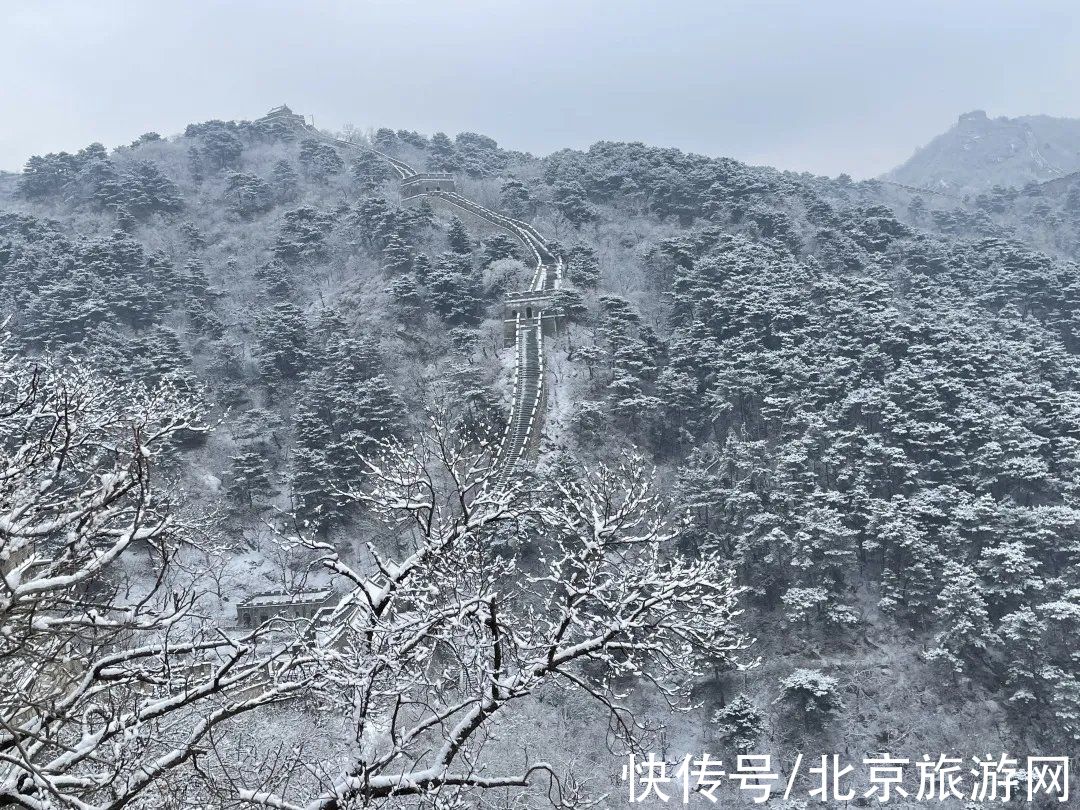 一夜之间|来啦！多图带你看紫禁城瑞雪，还有卖萌的熊猫、嬉戏的老虎~