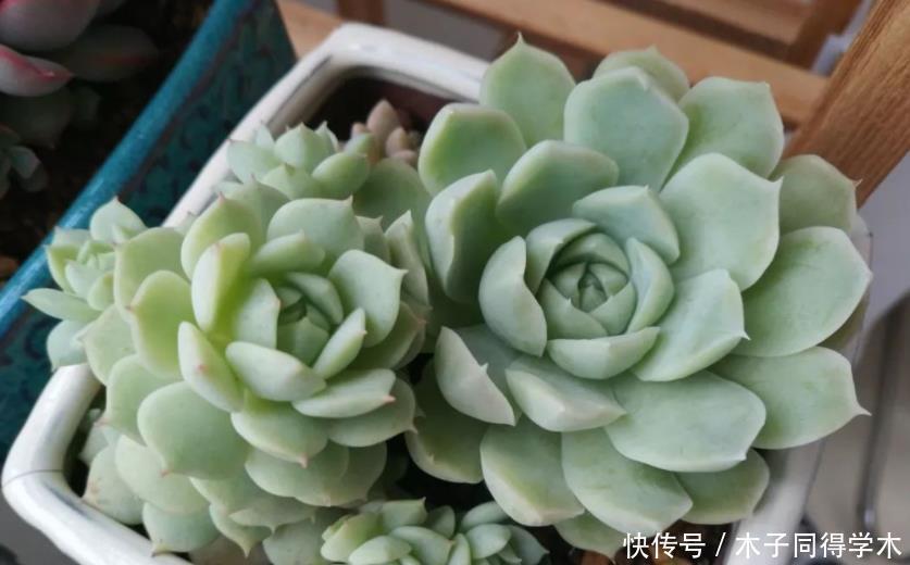 一般人|5种一般人养不活的多肉,入坑前要做“功课”,不然养一盆死一盆