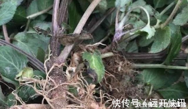 野草|“两脚不能拿,专吃八棱麻”,农村这种野草,专治风湿类骨痛病!