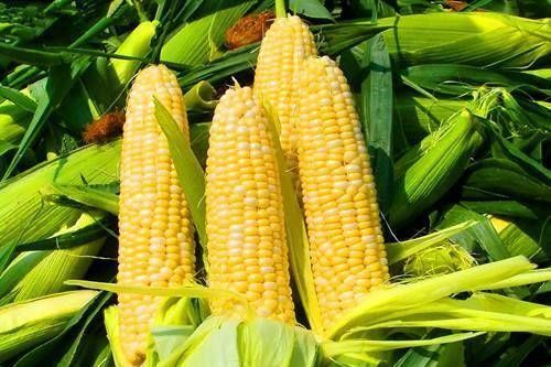 玉米不要用水煮,教你新吃法,简单方便,一天三餐吃不腻,你试试