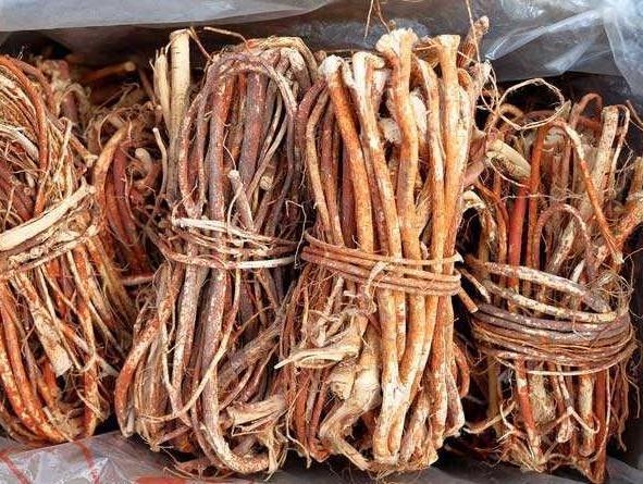 药用价值|俗称“土黄芪”,药用价值高,如今很少见了,你认识这种植物吗