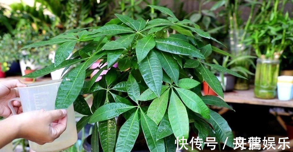 6种花怕水涝,勤快人养不好,浇水多了就烂根