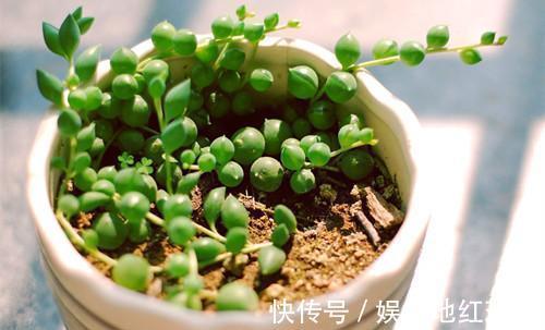 佛珠|肉佛珠怎么换盆佛珠换盆需要注意什么